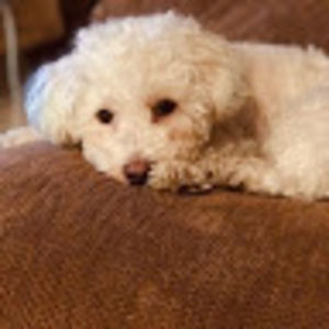 Meet your Posher, Donna m.